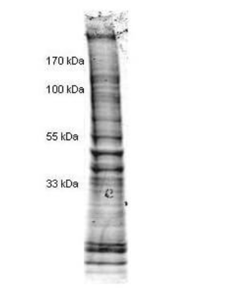 Coomassie stained SDS-PAGE of 25 μg of Doxorubicin stimulated Human Derived Hela Cell Nuclear Extract (Ready-to-Use) separated in a 4-20% gradient gel under non-reducing conditions. Molecular weight standards are shown on the left.
